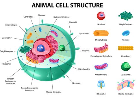 Animal cell anatomy infographics by Macrovector on Dribbble