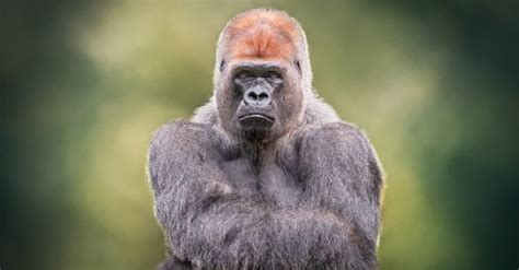 Discover the World's Largest Gorilla! - A-Z Animals