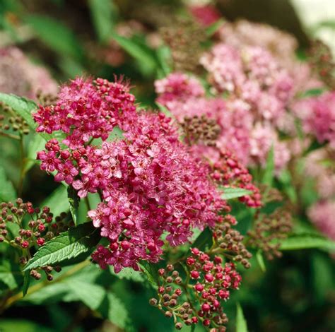 Spiraea japonica 'Frobelii' | Flowering shrubs, Shrubs, Habitat garden