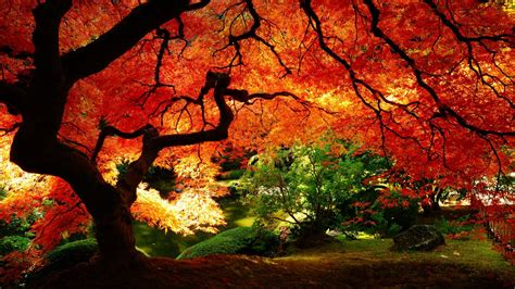 Free Autumn Desktop Wallpaper Backgrounds - Wallpaper Cave