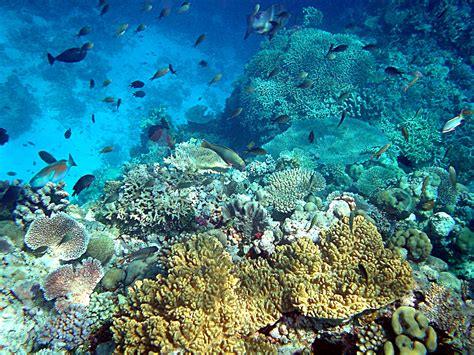 File:Coral reefs in papua new guinea.JPG