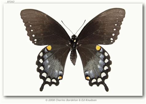 Papilio t. troilus (pinned specimens)