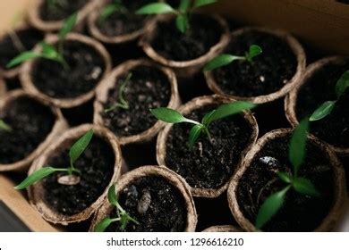 Snake Plant Propagation By Leaf Cuttings Stock Photo 1851104254 ...