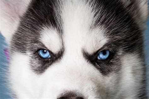 Husky Eye Colors: All Eye Colors Explained (With Pictures)