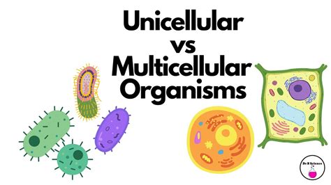 Unicellular vs Multicellular Organisms - YouTube