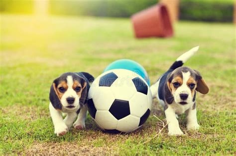 Little Beagle Playing Football Stock Photo - Image of hunter, hunting: 105331384