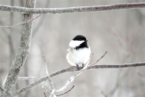 Chickadee Wallpapers - Top Free Chickadee Backgrounds - WallpaperAccess