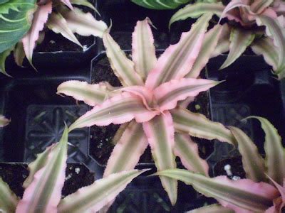 Plants are the Strangest People: Scarecrow (Cryptanthus cvv.)