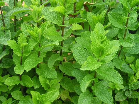 Naturalmente: HIERBABUENA (MENTHA SPICATA)