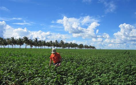 Brazil Ag Tours, Brazil Farm Tours, Brazil Agriculture Tour, Brazil Soybean Tours, Mato Grosso ...