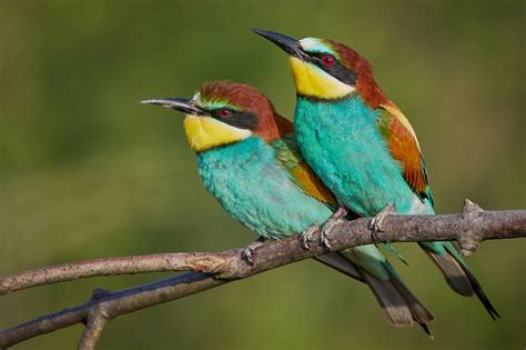 Download Bee-eater Bird Animal European Bee-eater HD Wallpaper