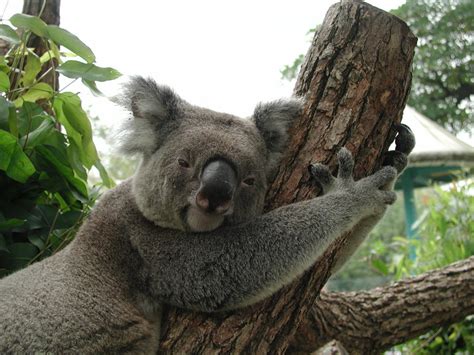 Patrick the Koala Passes Away at Taipei Zoo – Taiwan English News