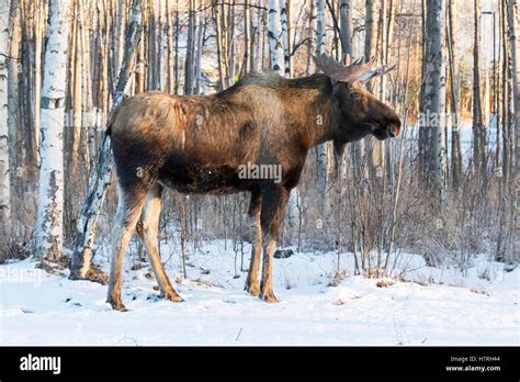 Bull moose (alces alces), Alaska state animal; Anchorage, Alaska, United States of America Stock ...