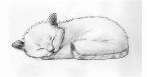 How to draw a sleeping kitten. Step-by-step drawing tutorial.