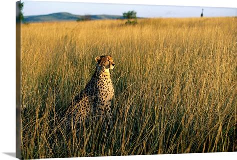 Cheetah Sitting In Tall Grass Wall Art, Canvas Prints, Framed Prints ...