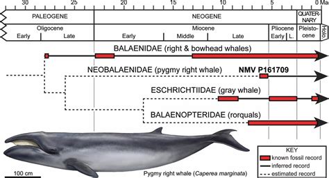 whale phylogeny, evolution, pygmy right whale Bowhead Whale, Gray Whale ...