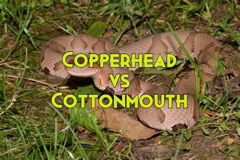 Copperhead Vs Cottonmouth: 10 Major Differences