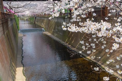 Premium Photo | Meguro sakura cherry blossom festival cherry blossom ...