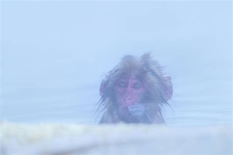 Portrait of Snow monkey - Japanese Macaque Baby Photograph by Kiran Joshi - Fine Art America