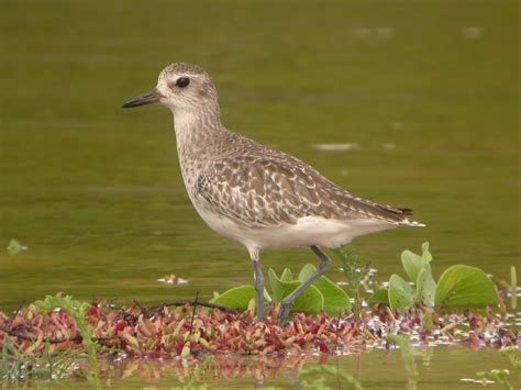 Black-bellied Plover | Non-breeding: Note the large size, st… | Flickr