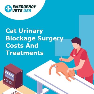 Cat Urinary Blockage Causes, Surgery Costs And Treatments