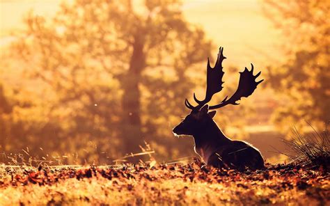 Deer Fall Wallpapers - Wallpaper Cave