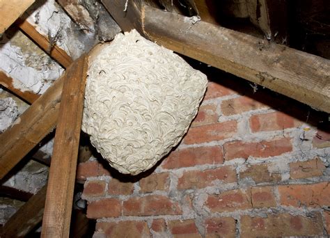 Wasp nest removal Wiltshire, Trowbridge, Bath, Somerset.
