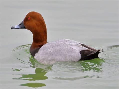 Common Pochard » Bird Watcher