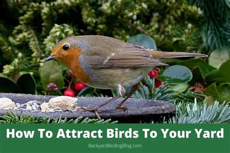 Attracting Birds To Your Yard (Advice, Tips and Techniques)