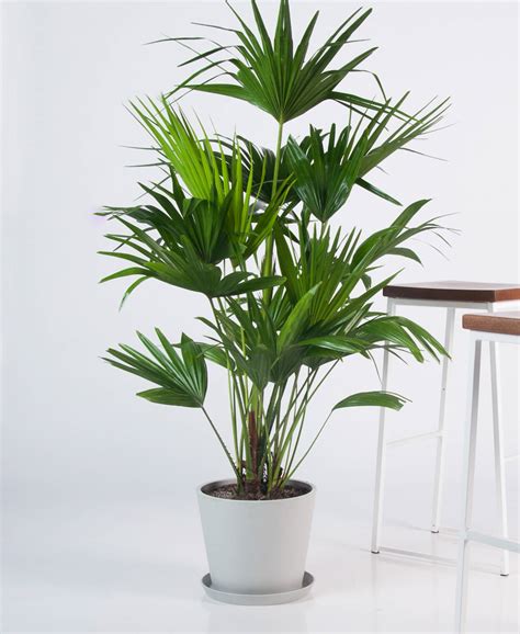 Buy Potted Chinese Fan Palm Indoor Plant | Bloomscape