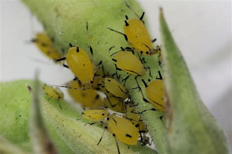 6 Common Crape Myrtle Problems: Watch Out for These Diseases & Pests