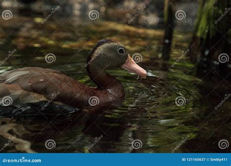 Fulvous Whistling Duck Dendrocygna Bicolor Stock Image - Image of waterfowl, beak: 121165637