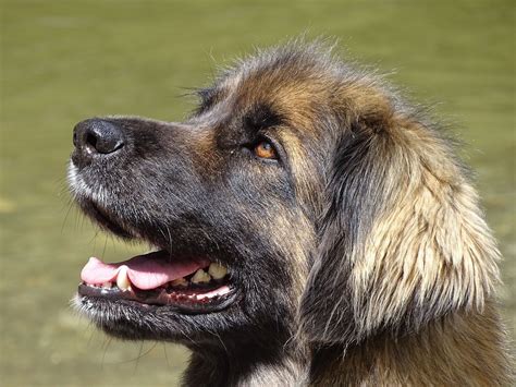 Leonberger Puppies: The Ultimate Guide for New Owners