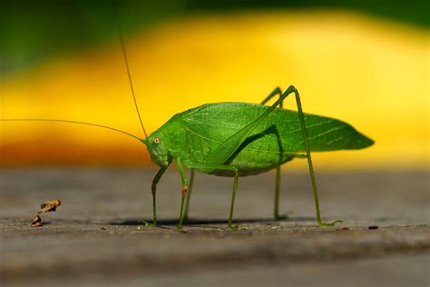 katydid(long-horned grasshopper)/螽斯 | 俗稱紡織娘的《鳴蟲》，觸角細長，比身體還長，… | Flickr