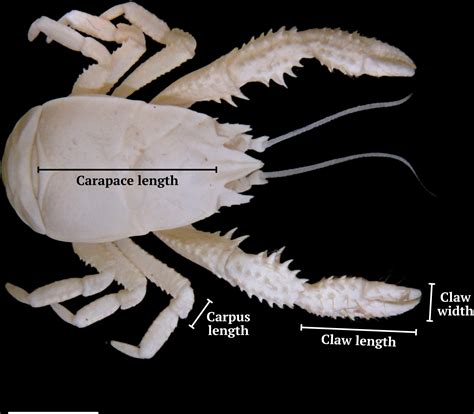 Frontiers | Sexual dimorphism in the methane seep-dwelling Costa Rican yeti crab Kiwa puravida ...