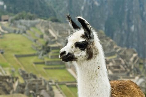 A universal flu vaccine from llamas? | Fierce Biotech