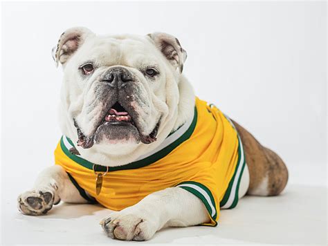 Beloved Jerry the Bulldog, Arkansas Tech University's ambassador, dies ...