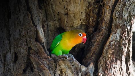 Fischer's Lovebird | San Diego Zoo Animals & Plants