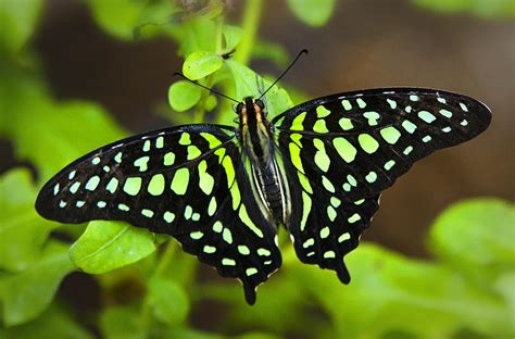 Tailed Jay Butterfly Photograph by Saija Lehtonen - Pixels