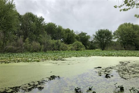 Ducks Unlimited transforms Kent County Park - Michigan Wildlife Council