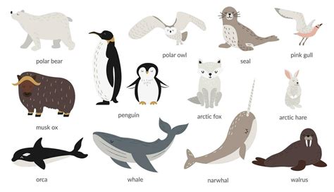 Vector set of polar animals with names. Marine mammals and birds. Whale ...