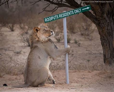 Top 40 des images les plus drôles des animaux sauvages 2019