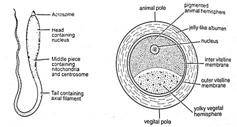 Sequential events and stages in the development of frog (pre-embryonic, embryonic and post ...