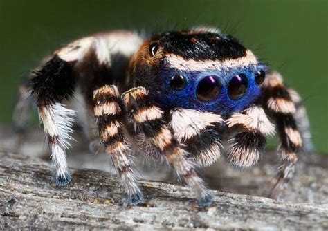 Australian Peacock Spider : r/AnimalPorn