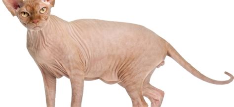 Pink Sphynx Cat - Petzooie