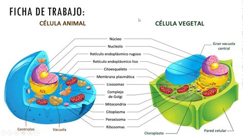 Celula Animal Y Vegetal Diferencias Y Semejanzas - La membrana citoplasmatica, el citoplasma y ...