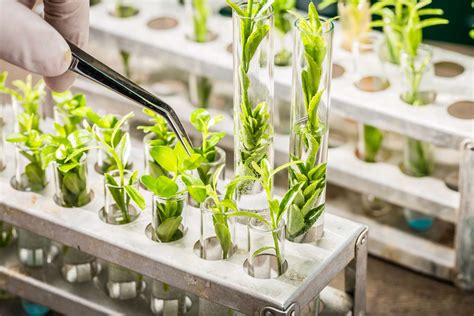 19 Enigmatic Facts About Agricultural Biotechnology - Facts.net