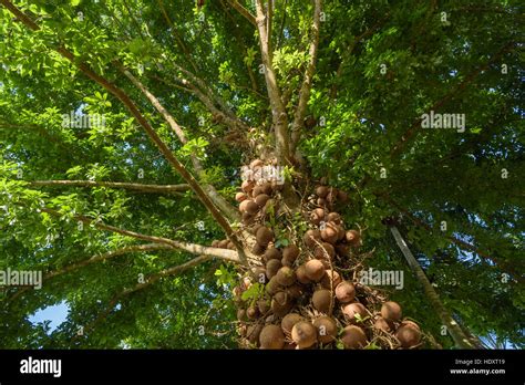 Sal of India, Couroupita guianensis more than 40 year. The Sal Tree in ...