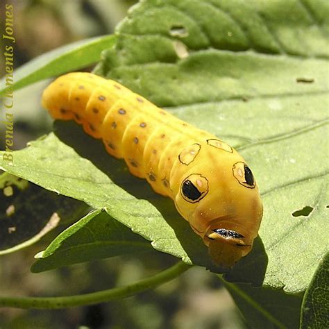 Spicebush Swallowtail Caterpillar