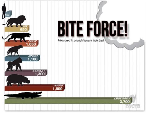 The Power of a Lion's Bite: Measuring up to 1,050 PSI - MRCSL